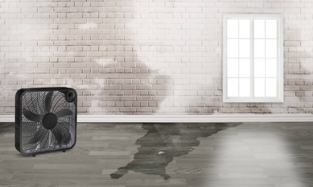 Best Mold removal after water damage  in Delft Colony, CA